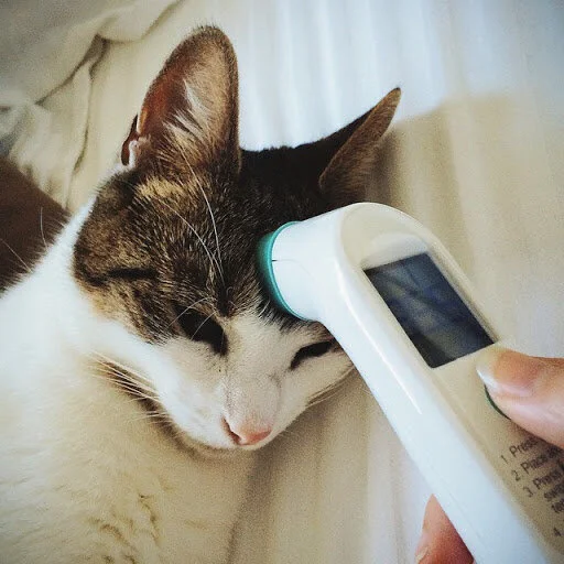 Feline Good Until You Find Cat Pee On Your Bed Stay Play Pet